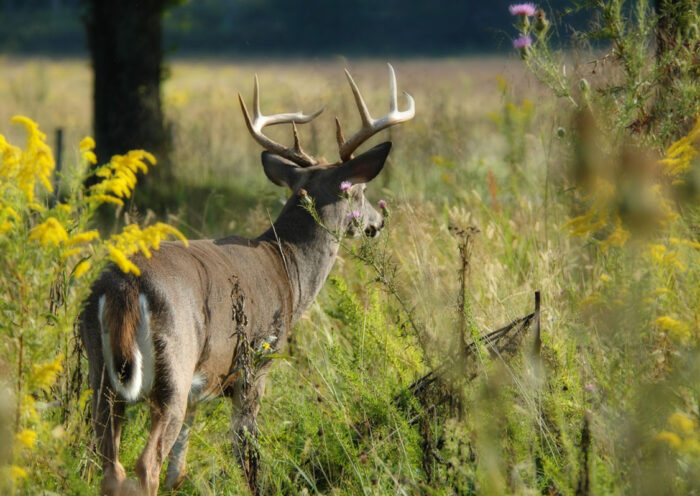 Large buck in the grass