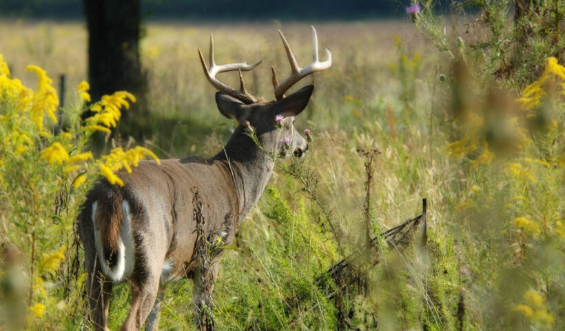 Large buck in the grass