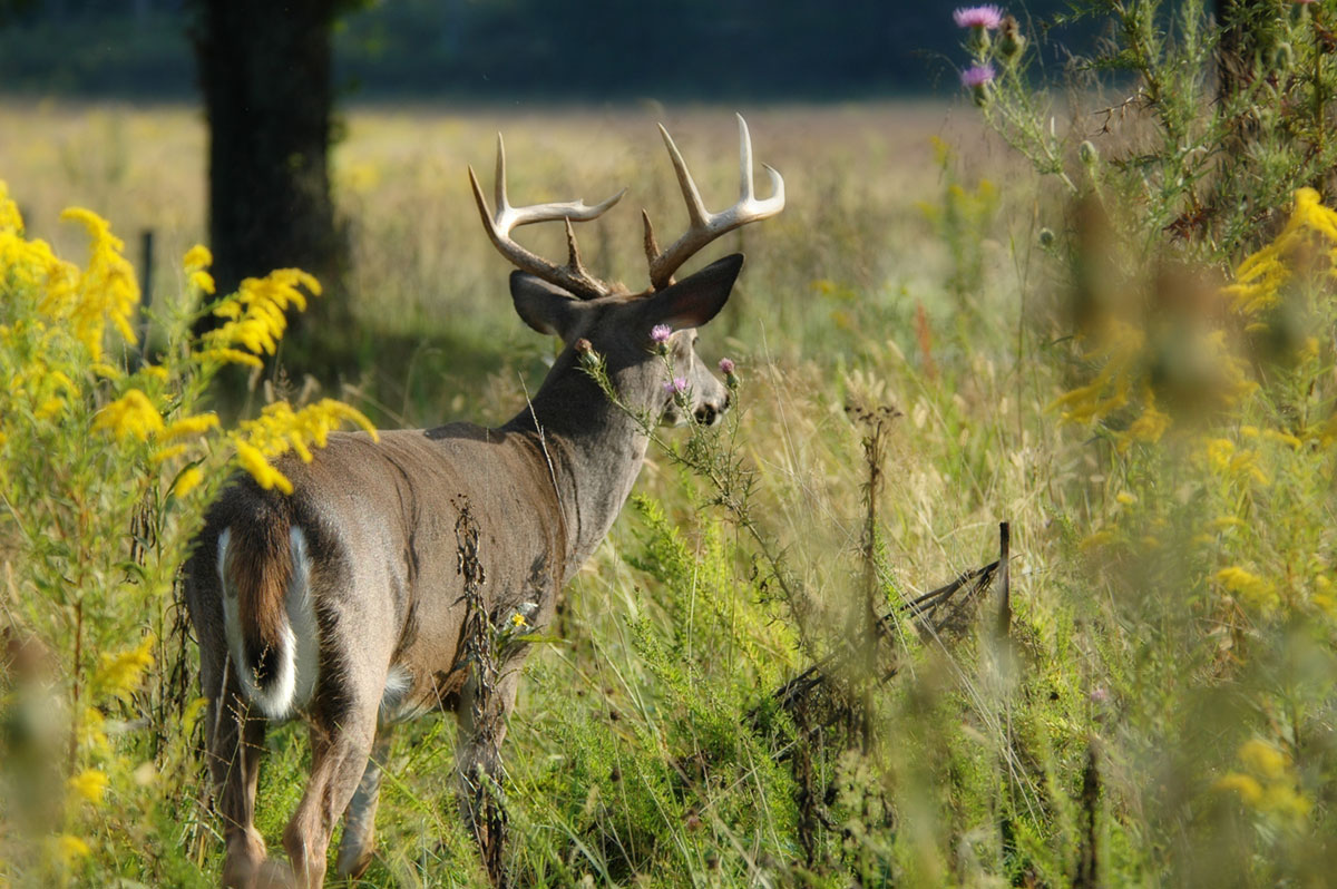 Large buck in the grass