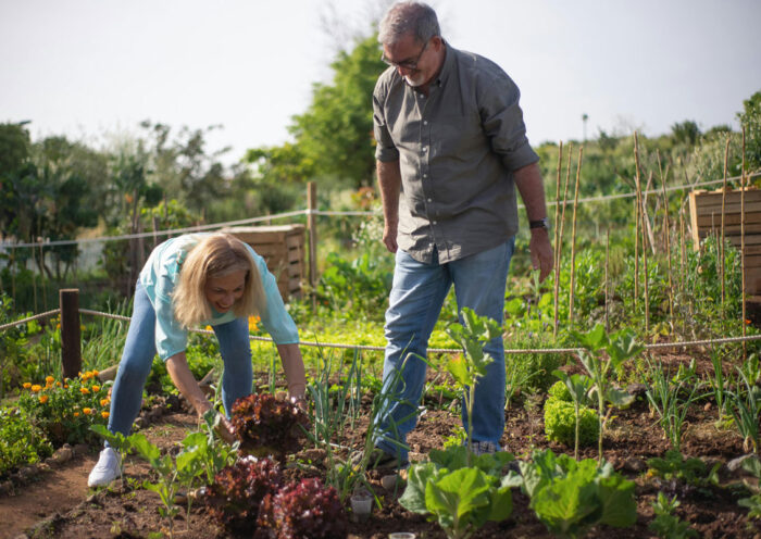 Small vegetable garden