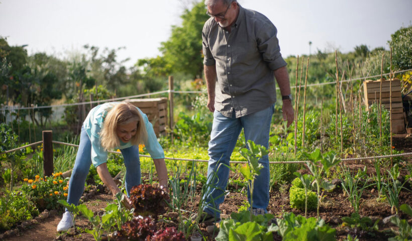 Small vegetable garden