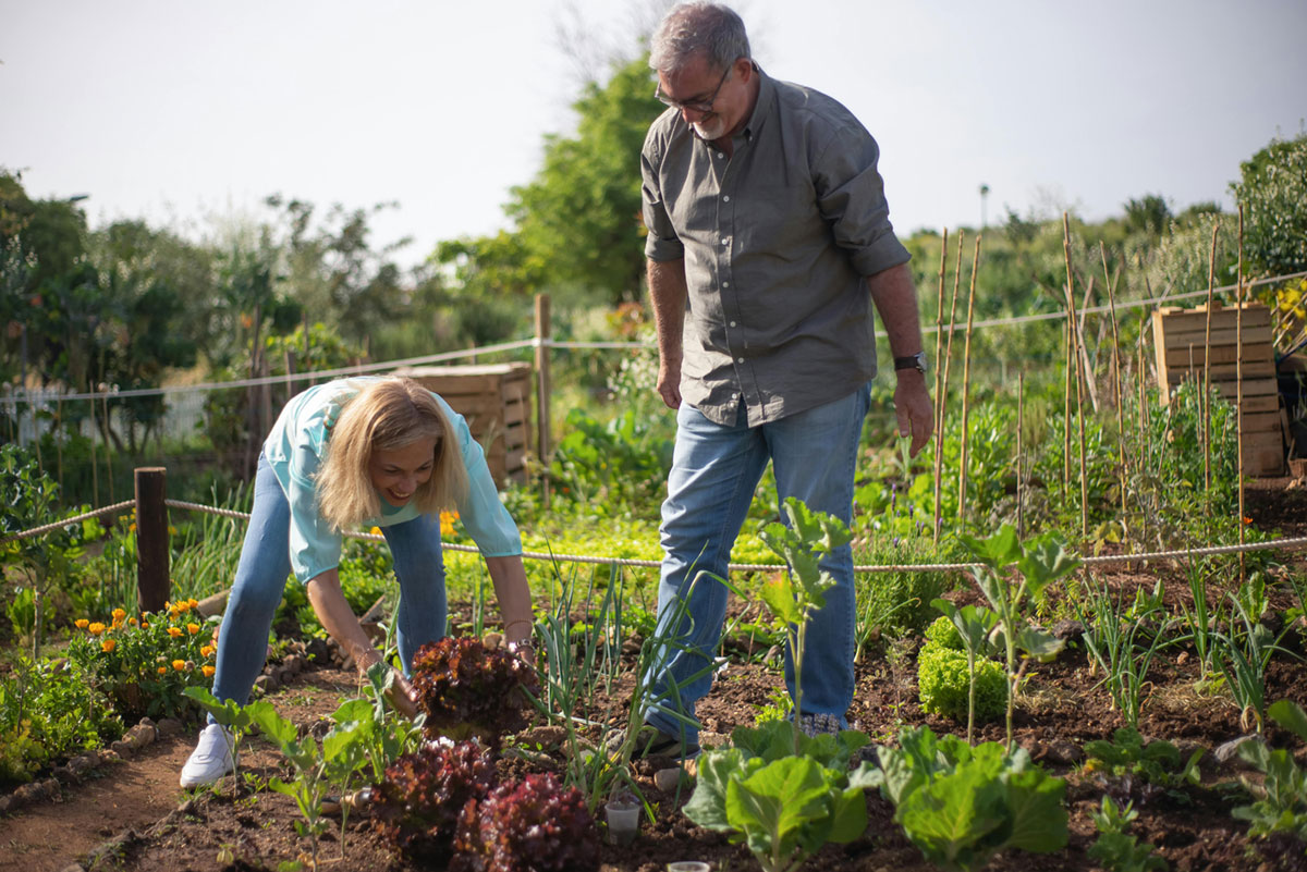 Small vegetable garden