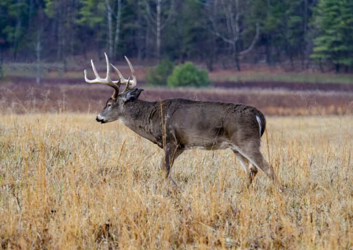 Whitetail Buck Deer