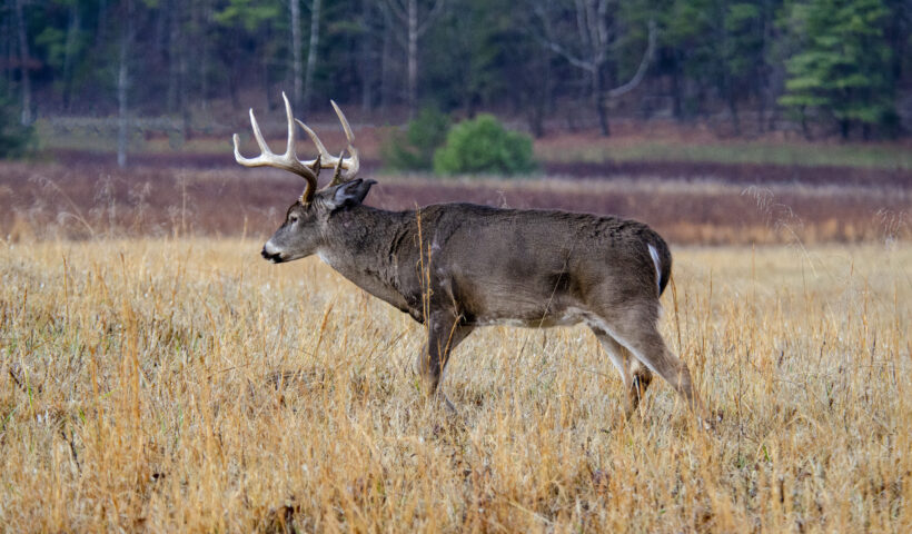 Whitetail Buck Deer