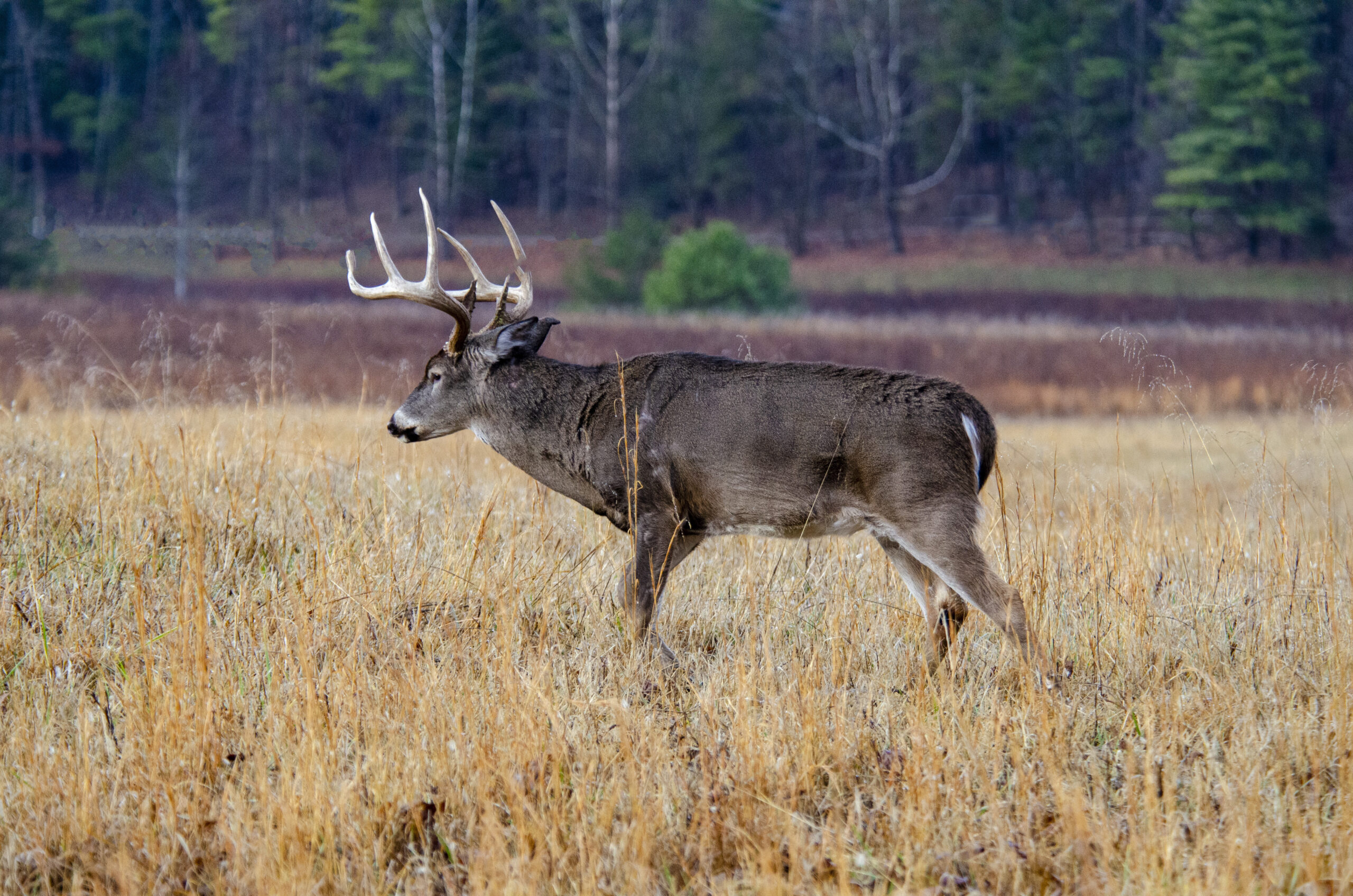 Whitetail Buck Deer